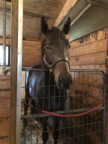 Two year old Super Saver colt You Betcha at Sunset Meadow Farm (Mike Perullo)