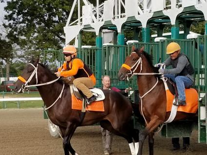 You Betcha (left) gate training at Monmouth Park on Friday, September 21, 2018. (Jack Czajkowski)