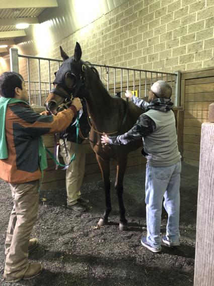 Giuliana Vee being saddled by Mark Salvaggio for race 4 at Penn National on December 27, 2019 (Mike Perullo)