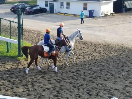 Smarty Cat training at Monmouth Park on August 22, 2019 (George Katzenberger)