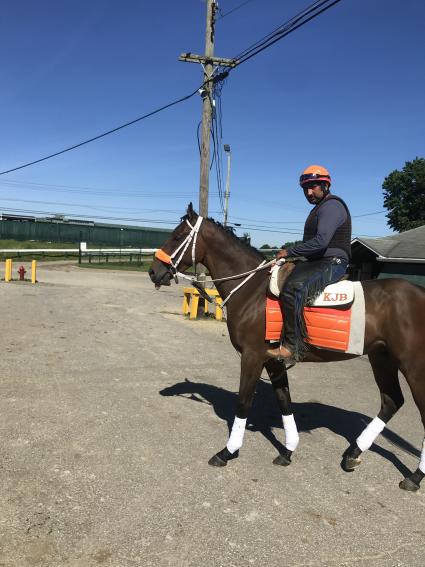 Solar heading to the track to train, Monmouth Park, July 2, 2019 (Kelly Breen)