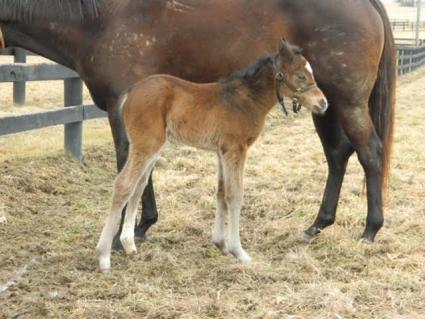 Brynbella as a newborn (Sergio de Sousa)