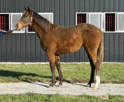 Brynbella as a weanling (Sergio de Sousa)