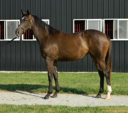 Brynbella as a yearling (Sergio de Sousa)