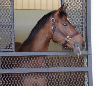 Into Mischief filly purchased by Kenwood Racing at 2019 OBS March