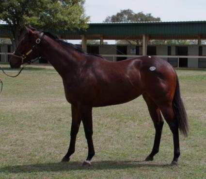 OBS March 2019 purchase - Hip 476 – Life on the Edge (Competitive Edge - Simply Precious) filly