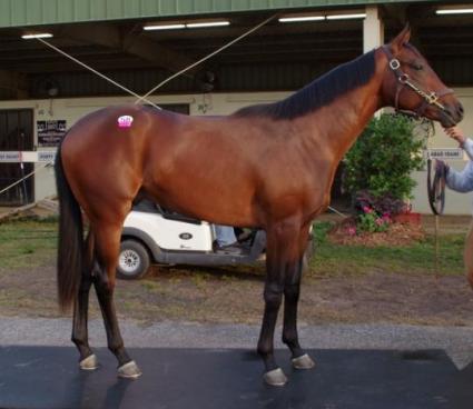 OBS March 2019 purchase - Hip 58 (Shakin It Up - Brenda's Slew) colt